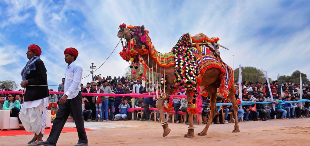 Bikaner Camel Festival 2024