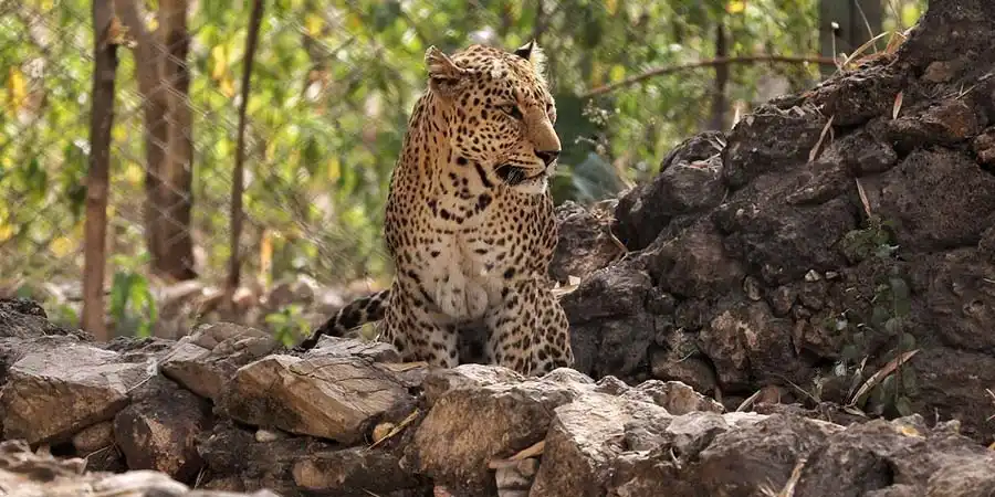 Discover the Perfect Timing to Explore Nahargarh Biological Park – A Wildlife Adventure Await!