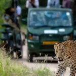 Jhalana Safari Park in Jaipur | Fee, Timings, Location, Booking, Tips