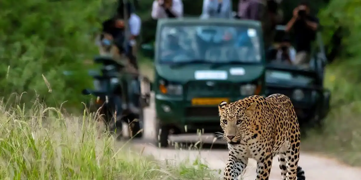 Jhalana Safari Park in Jaipur | Fee, Timings, Location, Booking, Tips