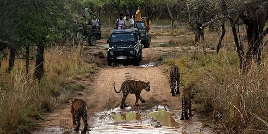 Wildlife in Ranthambore