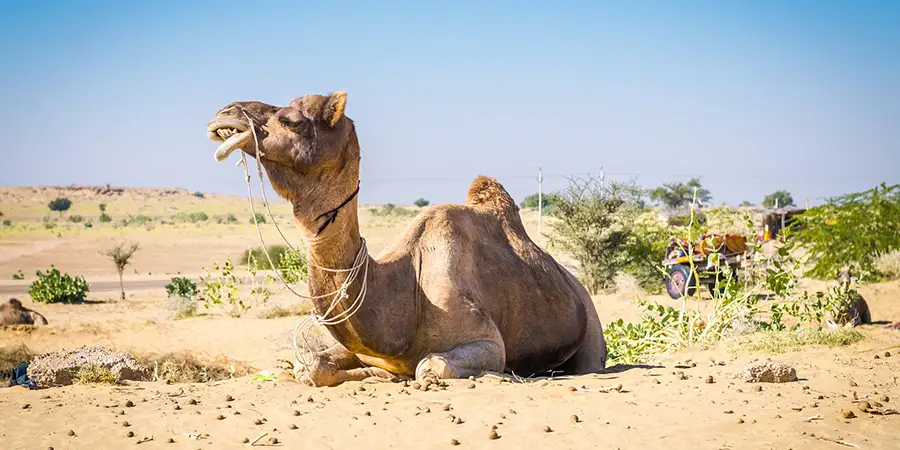 Camel Safari in Jaisalmer