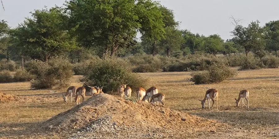 Eco Tourism in Rajasthan