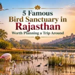 5 Famous Bird Sanctuary in Rajasthan Worth Planning a Trip Around