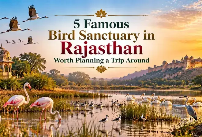 5 Famous Bird Sanctuary in Rajasthan Worth Planning a Trip Around